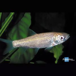 Carpes mangeuses d'algues albinos 12-15 cm lot de 5 Tanches & carpes & divers 39,50 €
