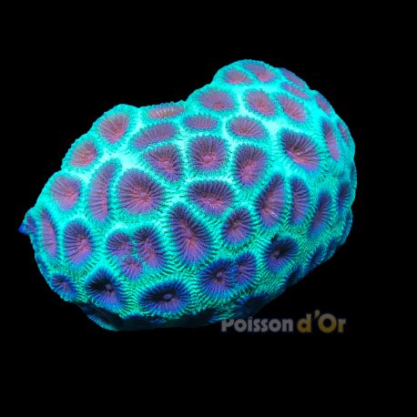 Favites Rouge select 6-8 cm