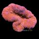 Lobophyllia rouge 8-10 cm