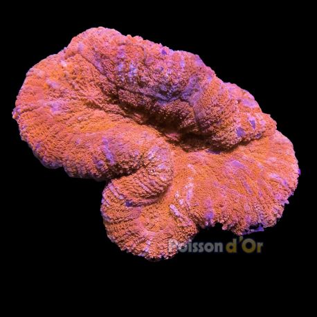 Lobophyllia rouge 8-10 cm