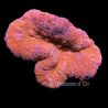 Lobophyllia rouge 8-10 cm