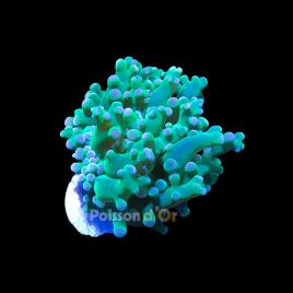 Euphyllia paradivisa vert de culture Indo 1 polype