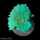 Bouture Physogyra vert 3-5 cm  27,50 €
