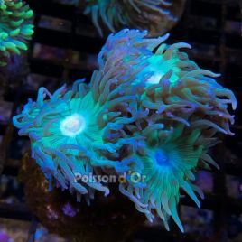 Bouture Duncannopsammia (3 polypes)