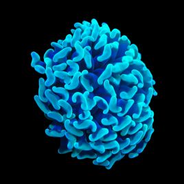 Bouture Euphyllia ancora vert