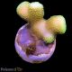 Bouture Stylophora vert (3-4cm) 22,00 €