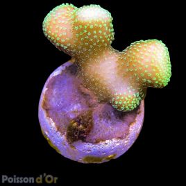 Bouture Stylophora vert (3-4cm) 22,00 €
