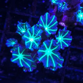 Bouture Clavularia vert