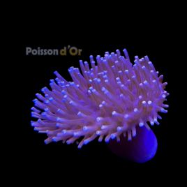 Bouture Sarcophyton à longs polypes 22,00 €