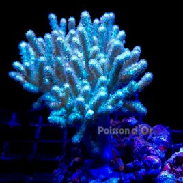  Sinularia molis jaune 6-8 cm