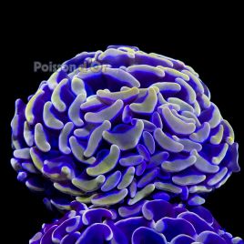 Euphyllia ancora orange 5-6  cm