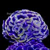Euphyllia ancora orange 5-6  cm