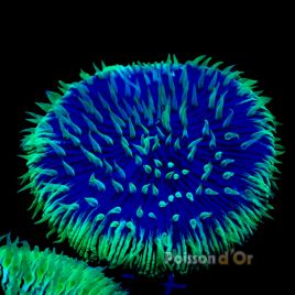 Cycloseris bicolor  79,00 €