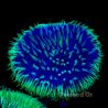 Cycloseris bicolor 