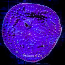 Turbinaria Reniformis culture Indo