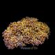 Euphyllia ancora orange Ultra 12-15 CM  197,50 €