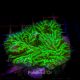 Merulina ampliata vert fluo culture Indo superbes 8-10 cm 79,50 €