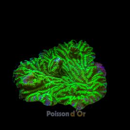 Merulina ampliata vert fluo culture Indo superbes 8-10 cm 79,50 €