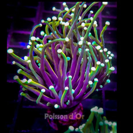 Bouture Euphyllia Glabrescens "Dragon Soul" (2 polypes)