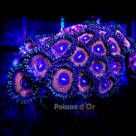 Bouture zoanthus full color Pumpking