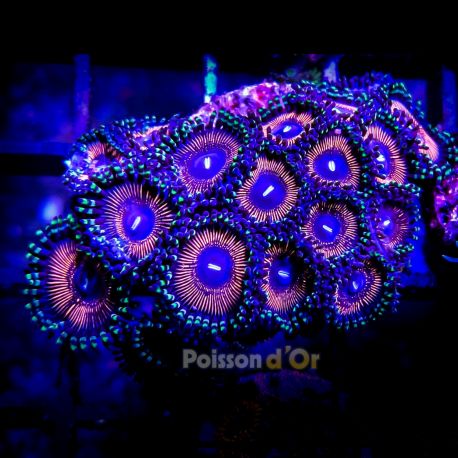 Bouture zoanthus full color Pumpking