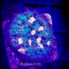 Bouture Mycedium Volcano island