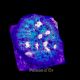 Bouture Mycedium Volcano island 49,00 €