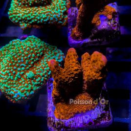 Bouture Montipora Digitata rouge