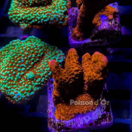 Bouture Montipora Digitata rouge 18,50 €