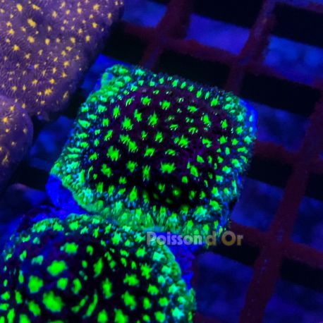 Bouture Leptastreas 'Glowworm'