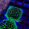 Bouture Leptastreas 'Glowworm'