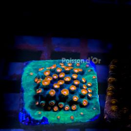 Bouture Cyphastreas 'Jingle bells' 49,00 €