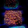 Bouture Cyphastrea 'Tyree brick'
