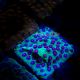 Bouture Cyphastrea 'Alien Pox' 44,50 €