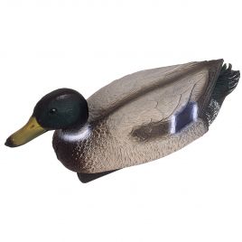 Oase canard Colvert mâle