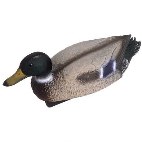Oase canard Colvert mâle 