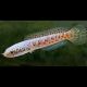 Channa Aurantimaculata 10-15cm 67,50 €