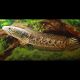 Channa Aurantimaculata 10-15cm 67,50 €