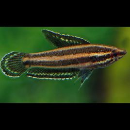 Parosphromenus deissneri sauvages (Bornéo) lot de 2 8,50 €