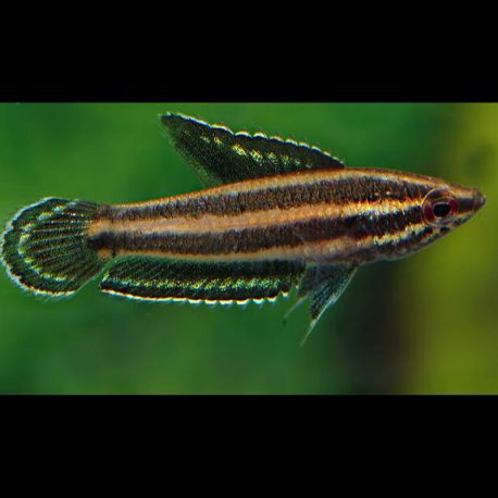 Parosphromenus deissneri sauvages (Bornéo) lot de 2 8,50 €