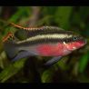 Pelvicachromis pulcher le couple 