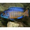 Aulonocara Stuartgranti N'gara 6-8 cm le couple