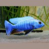 Sciaenochromis fryeri 10-12cm le couple                    