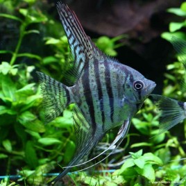 Pterophyllum-Scalaires zébrés bleus 3-4cm  6,50 €