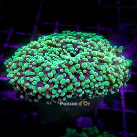 Euphyllia divisa jaune vert 8-12 cm