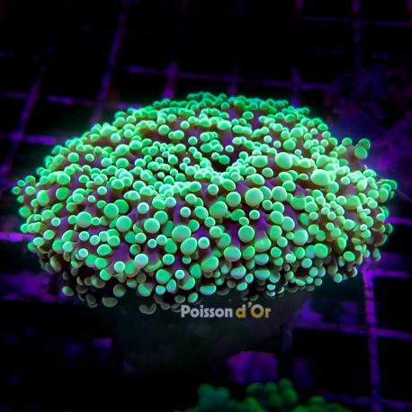 Euphyllia divisa jaune vert 8-12 cm