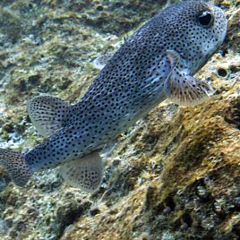 Tetrosomus gibbosus 5-6 cm