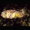 Diodon holocanthus : 9 à 12 cm  