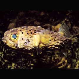 Diodon holocanthus : 5-7 cm  
