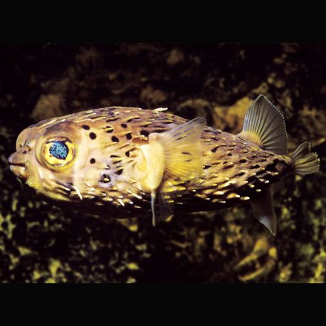 Diodon holocanthus : 5-7 cm  47,00 €